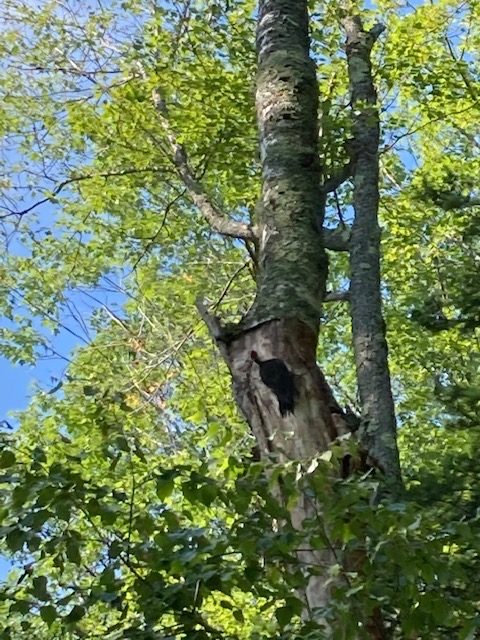 photo of woodpecker on a deciduous tree.