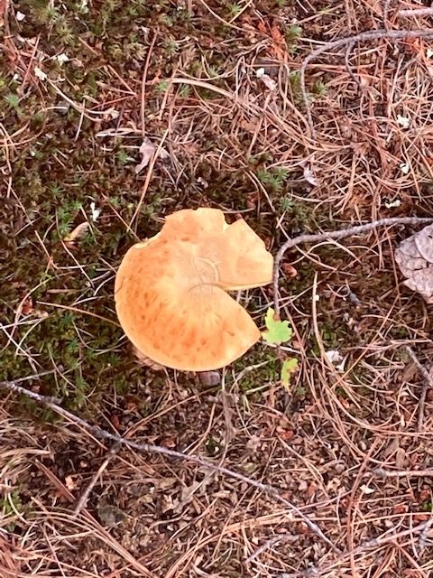 photo of an orange/brown mushroom on the forest floor