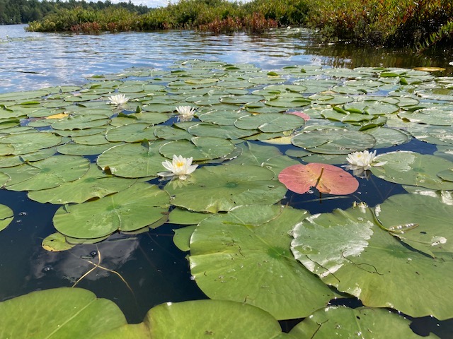 photo of lily pads and white lily flowers on the lake.