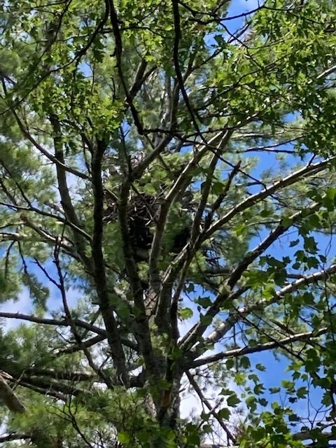 Photo of a large tree with a large nest.