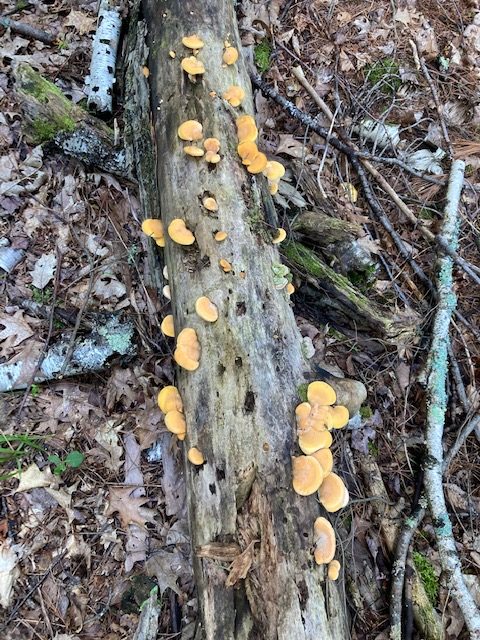 photo of orange mushrooms on a fallen log in the forest.