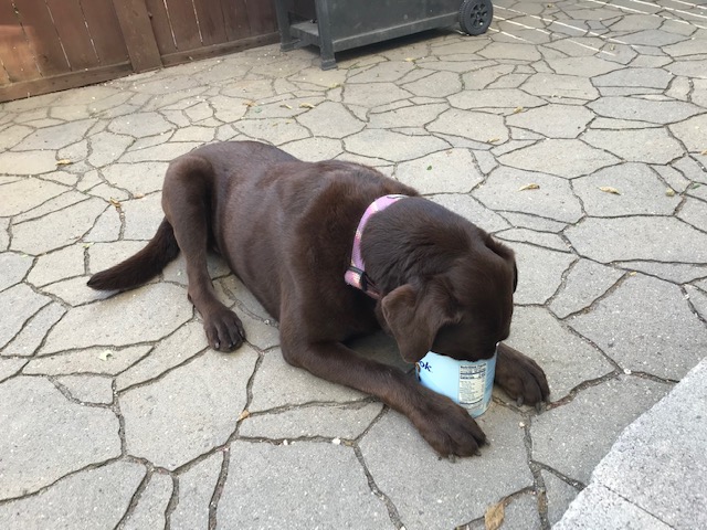 Chocolate lab dog with her nose in a tub of ice cream.