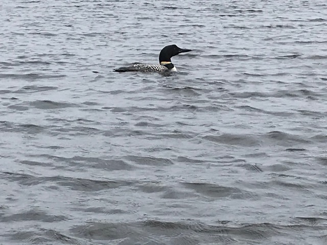 image of loon in a lake