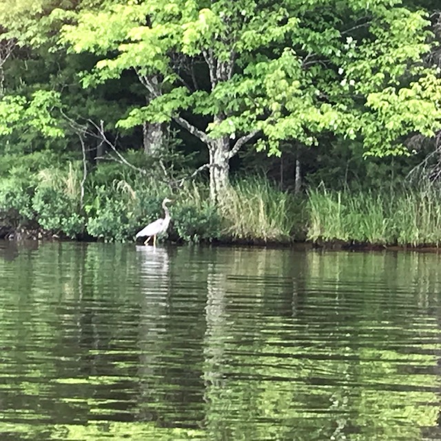 photo of great blue heron standing in water by the lake shoreline