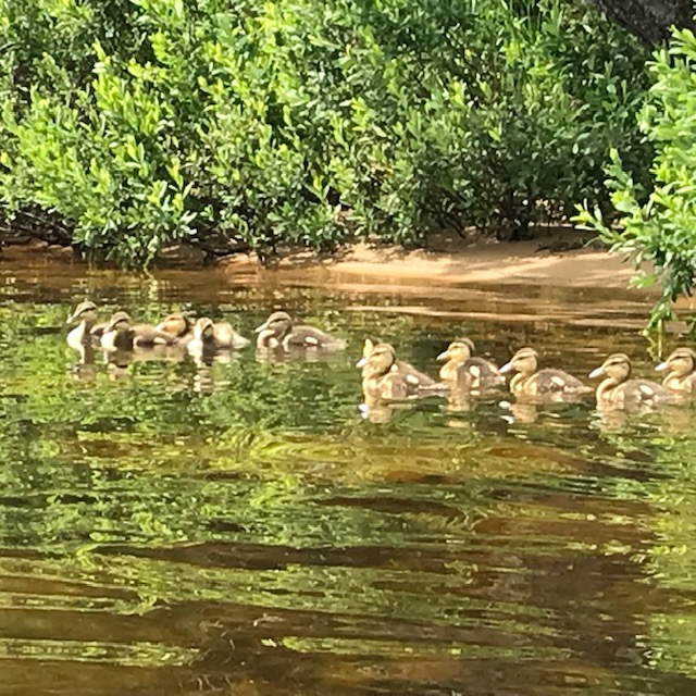 image of mallard ducklings swimming near lake shoreline