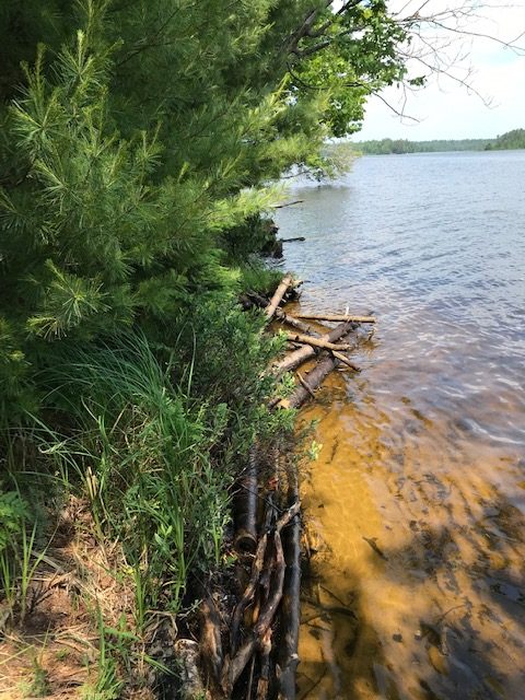 photo of tree branches protecting the lake shoreline from erosion