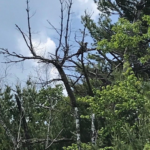 photo of osprey perched in a tree