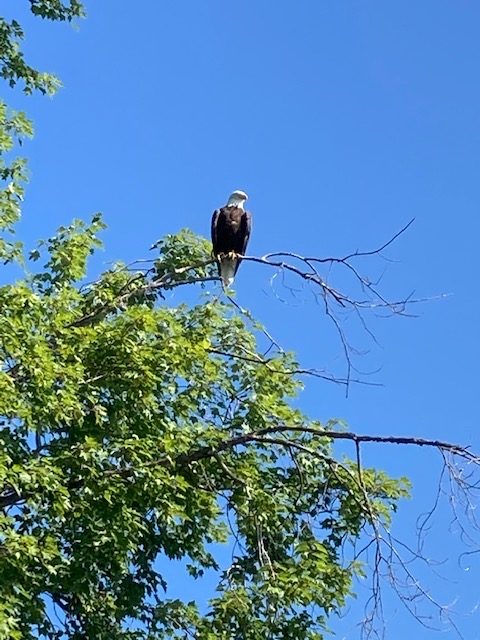 photo of eagle perched on a tree