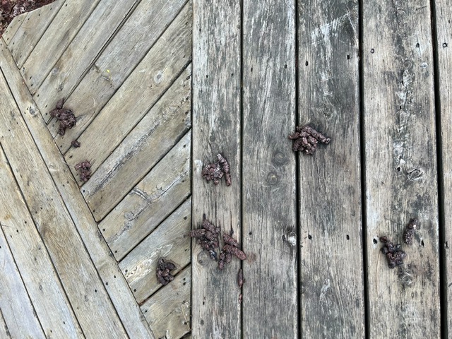 image of otter scat on a deck and pier.