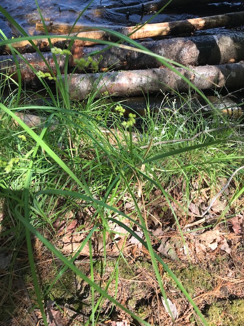 photo of a shoreline plant