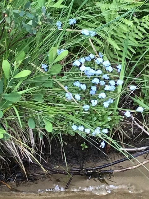 photo of a shoreline plant with blue flowers