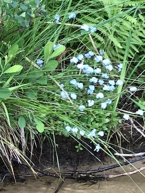 photo of forget-me-not flowers