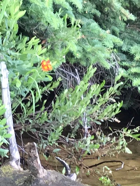 photo of a shoreline plant with an orange and yellow flower