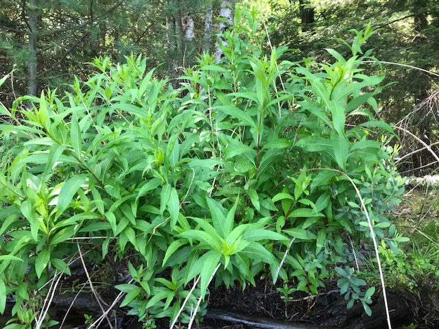 photo of a shoreline plant that looks like a weed