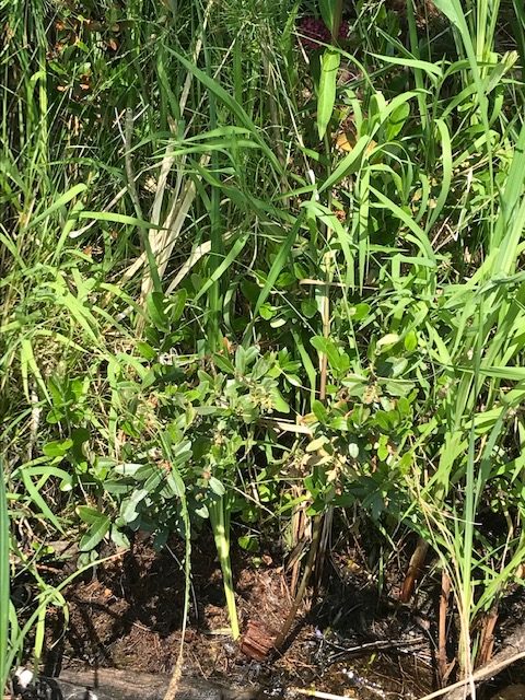 photo of shoreline plants