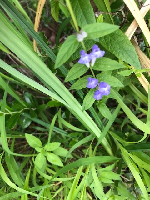 photo of a small purple flower by the lake shore