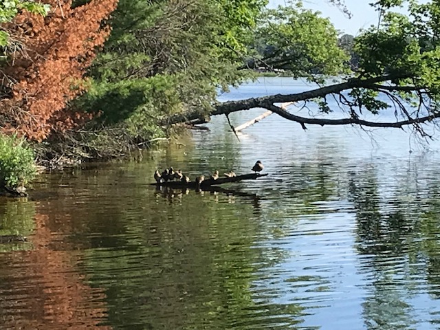 Nine ducks standing on a log protruding from the lake