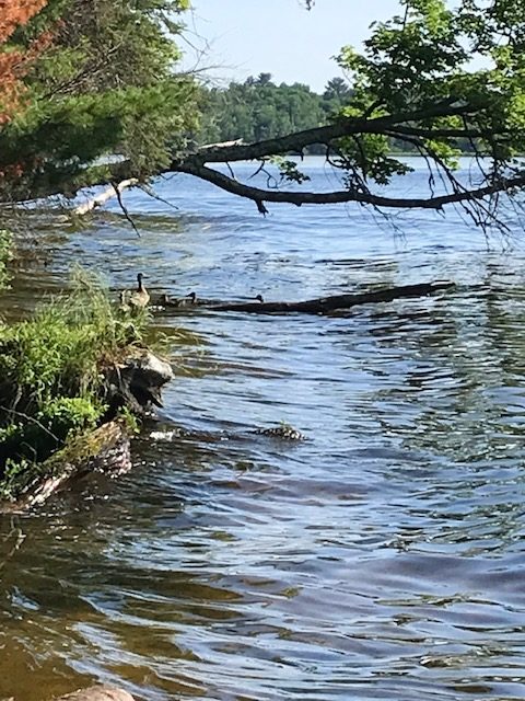 Ducks swimming up to log