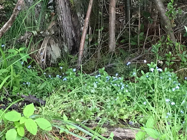 photo of the forget-me-nots