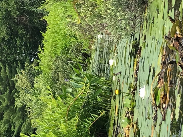 water lilies in the bogs