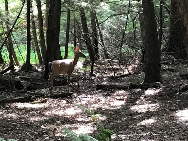 image of deer in the woods