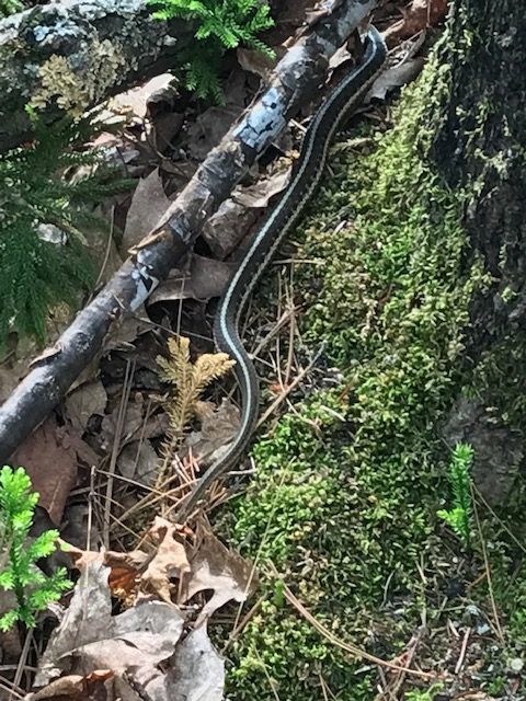 image of snake on the ground