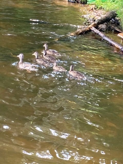 Image of six ducks swimming by the lake shore.