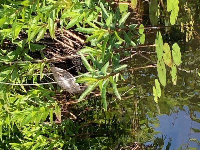 image of turtle on base of a plant in bogs