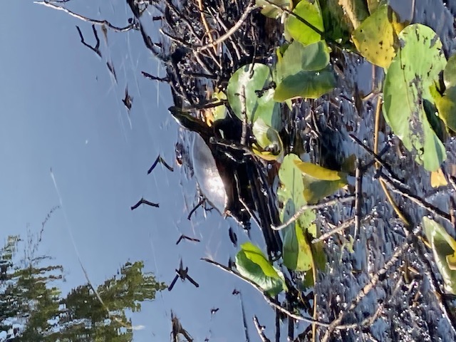 image of turtle in muddy area of bogs