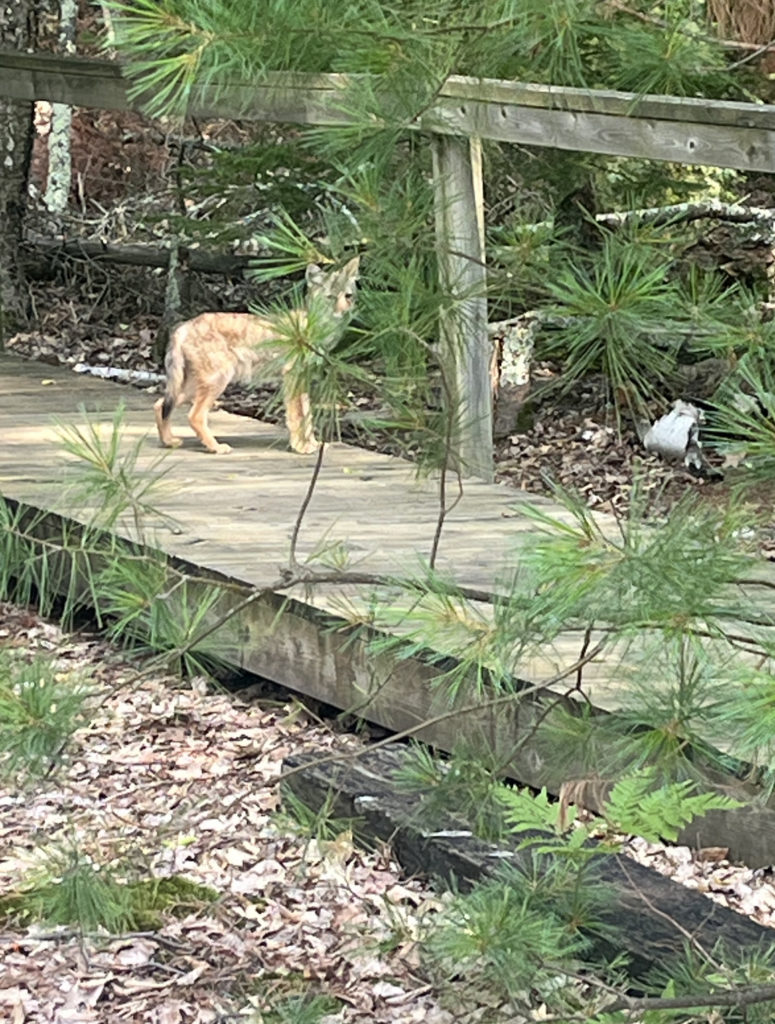 photo of coyote on wooden pathway