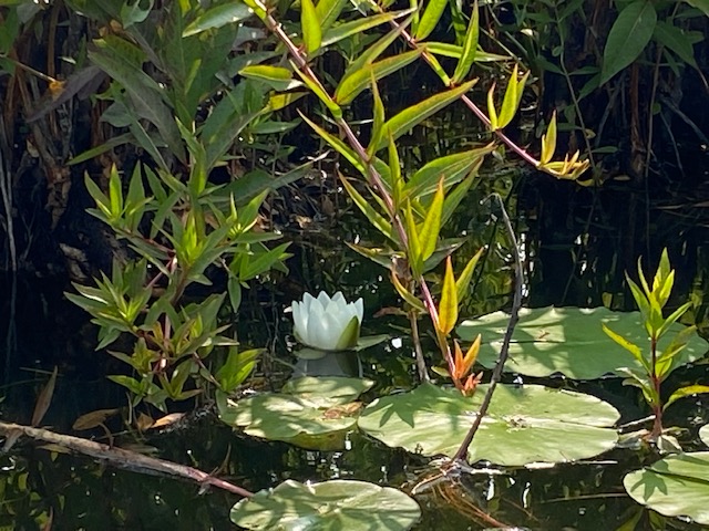 photo of a water lily