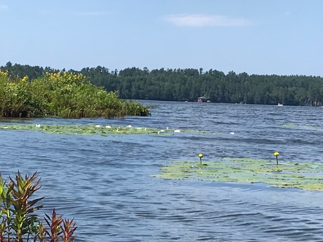 photo of the bogs and a patch of lily pads and their white flowers with the wind-shaped waves surrounding it.