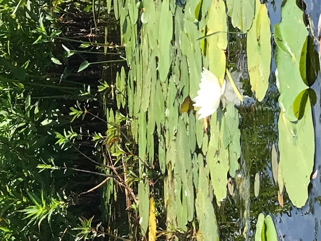 photo of white water lily in a bed of lily pads