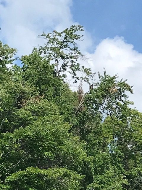 From far away an eagle is perched in a tree.