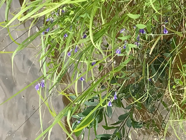 photo of purple wildflower