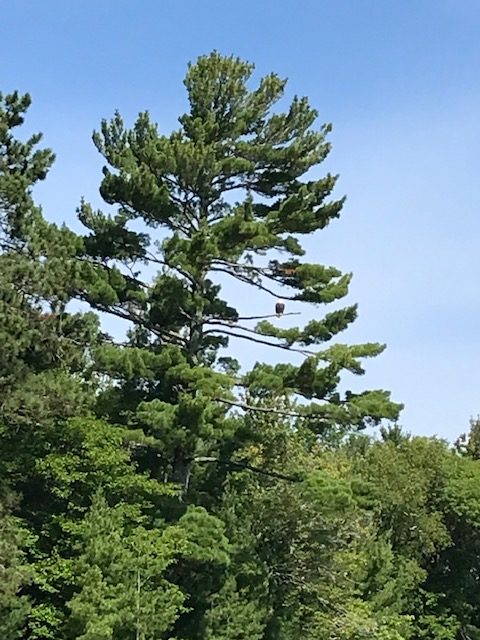 photo of large pine tree with eagle in it.