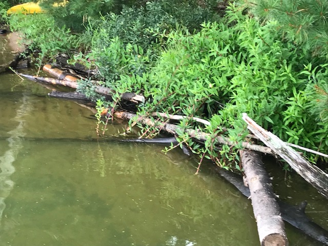 photo of shoreline protected by strategically placed logs.