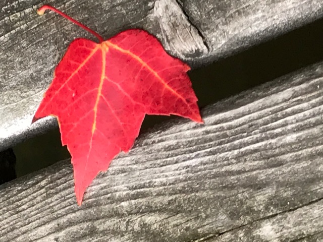 photo of a red maple leaf on the porch.