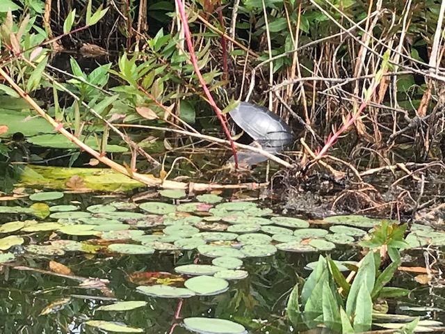 photo of turtle in bogs climbing out of the water