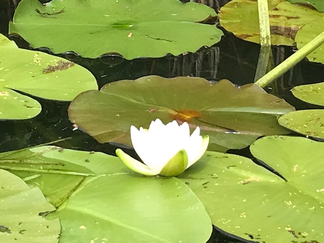 photo of white water lily