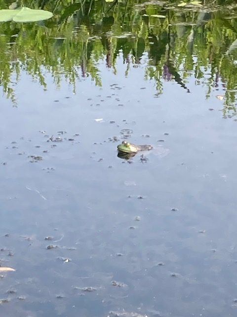 photo of frogs head sticking up in the water