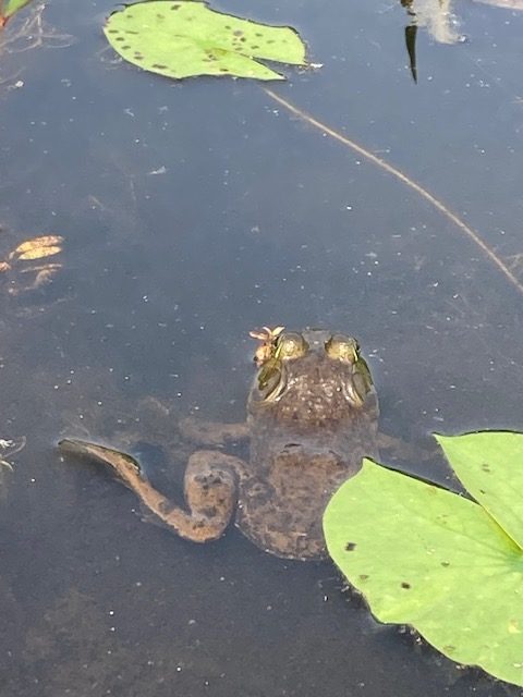 photo of frog close up in the water