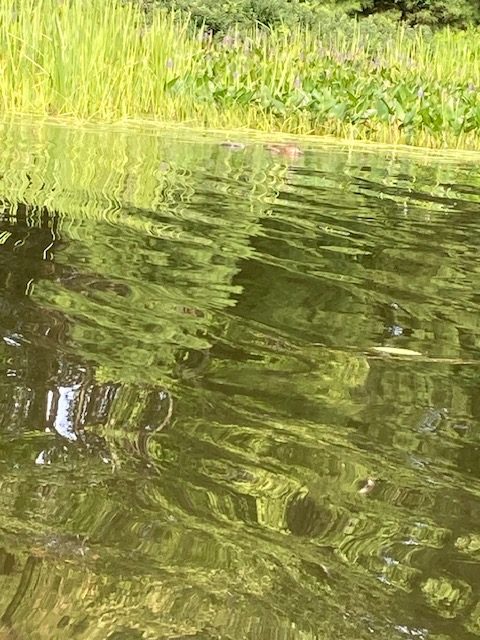 photo of otter swimming in lake near shore