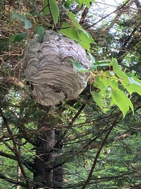 image of a hornets nest in a tree