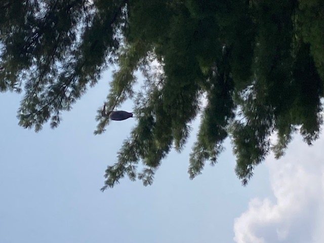 photo of great blue heron perched in an evergreen tree