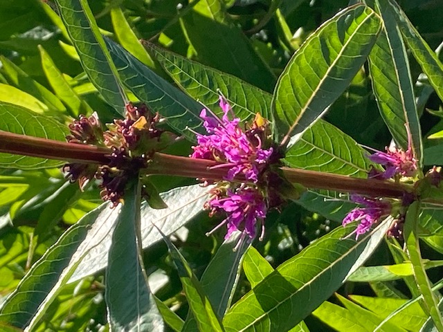 image of pink flower up close