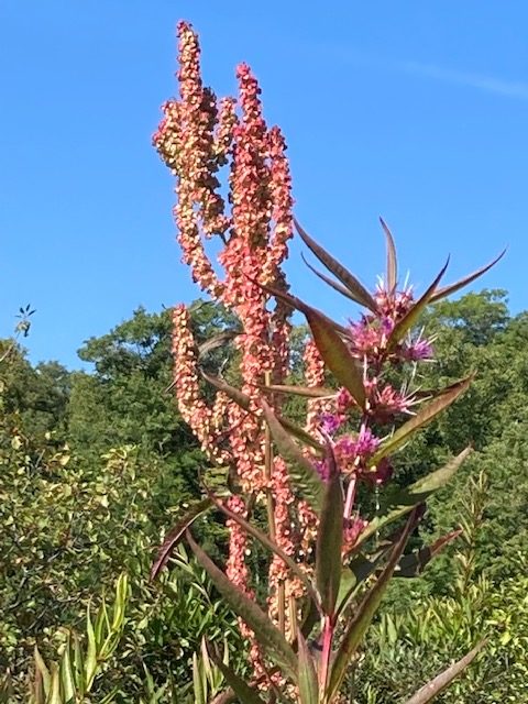 image of pink flower from distance