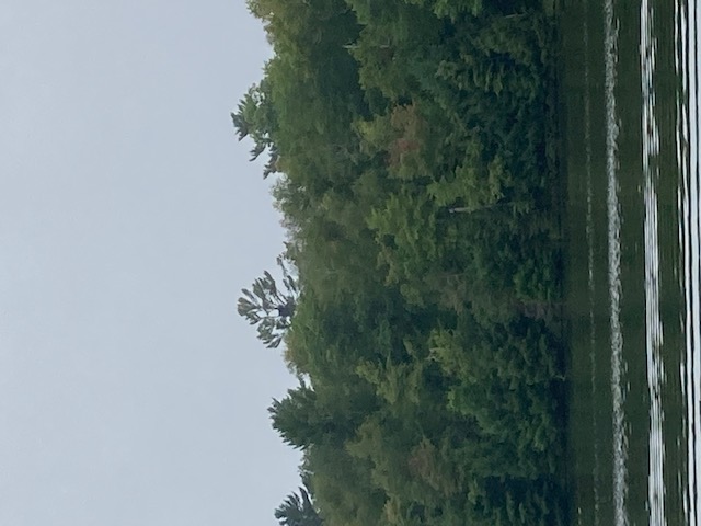 photo of an osprey nest from a distance 