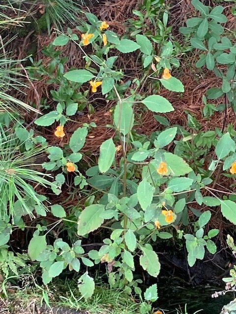 photo of jewelweed blossoms