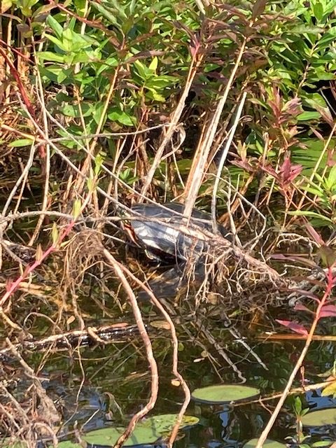 photo of turtle sunning herself in a shoreline of bogs